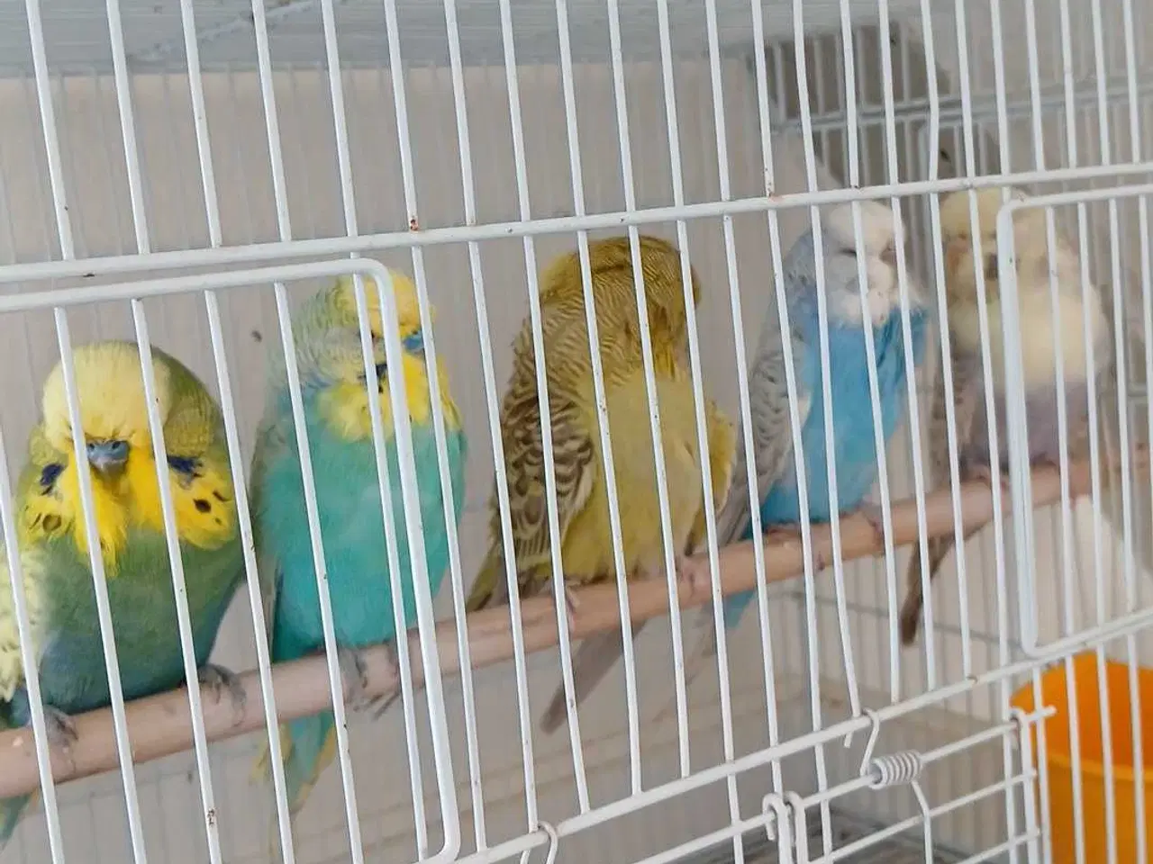 Billede 9 - Engelske undulater 