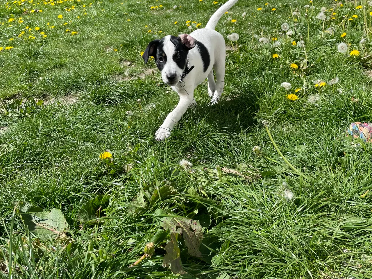 Billede 4 - Dansksvensk gordhund hvalp 