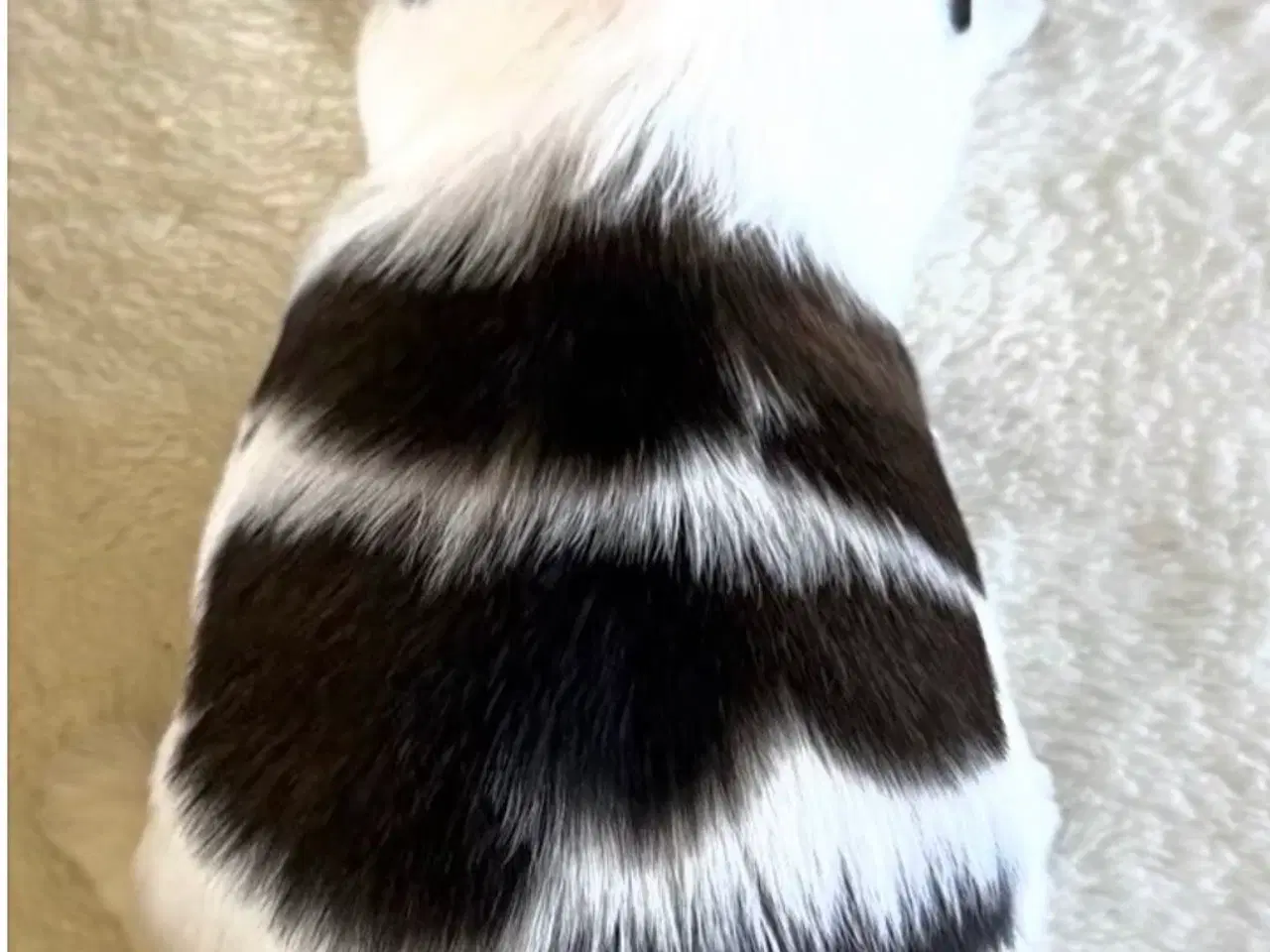 Billede 3 - Shih tzu hvalpe 