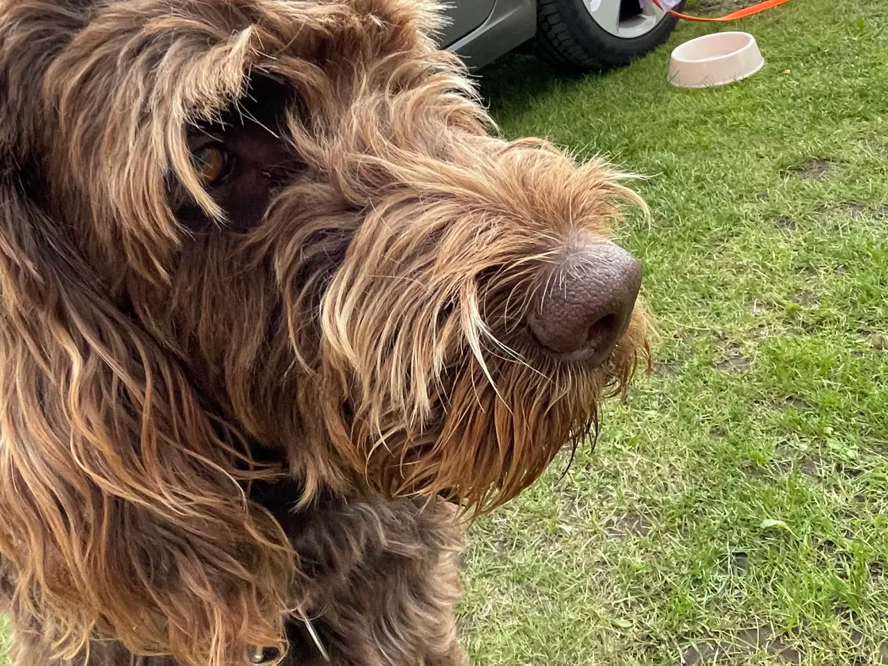 Billede 2 - Labradoodle