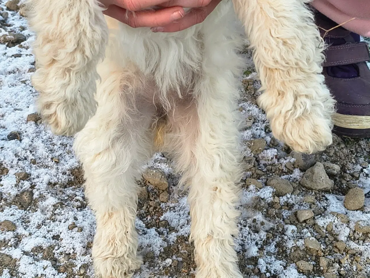 Billede 3 - En mellem puddel pige 🩷