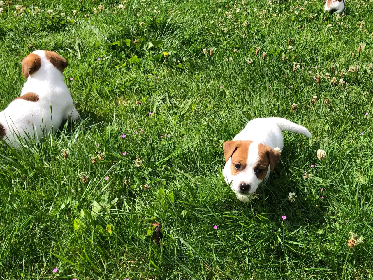 Billede 16 - Jack Russell Terrier