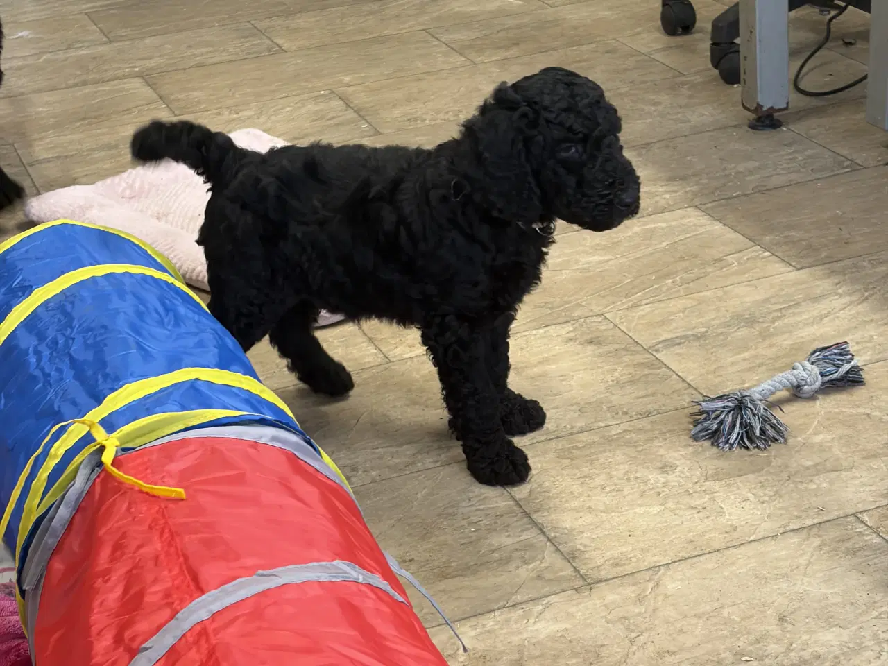 Billede 10 - Ægte mellem/stor puddel drenge må rejse nu !