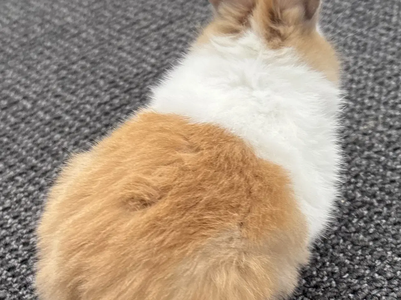 Billede 4 - HOLLÆNDER HAN MADAGASCAR