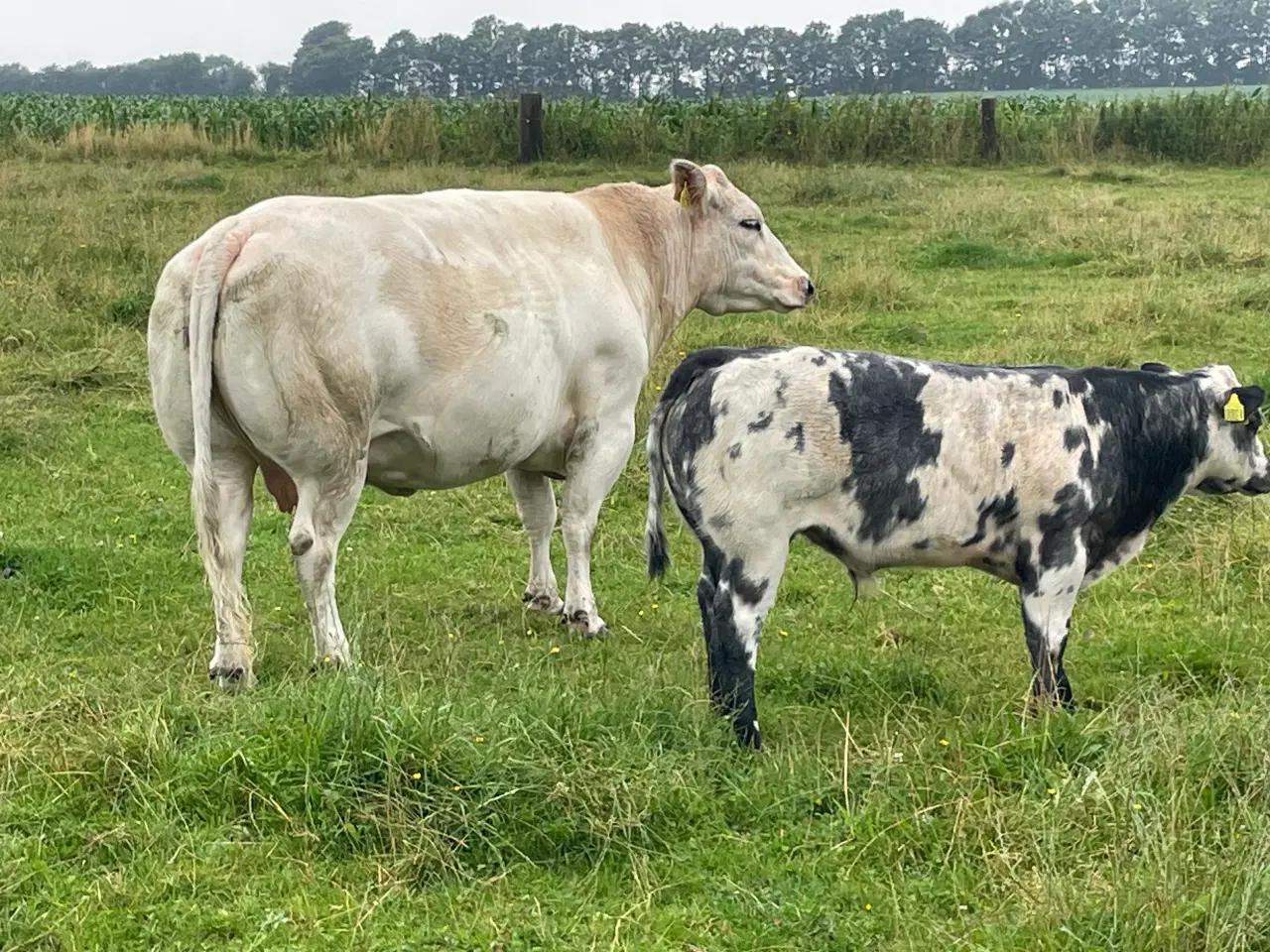 Billede 3 - Ægte blåhvid tyrekalv uden papir