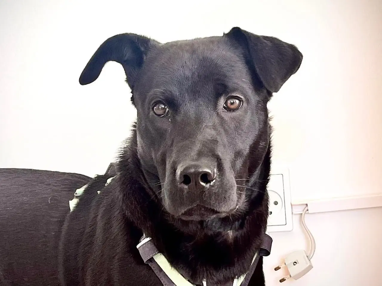 Billede 4 - Sødeste Bennie leder efter sin nye familie 💝🏡 