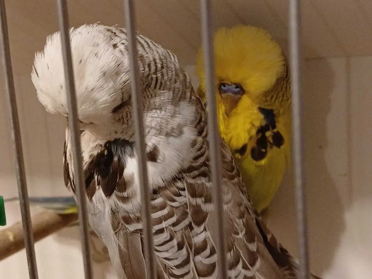 Billede 8 - 1 par Engelske undulater 