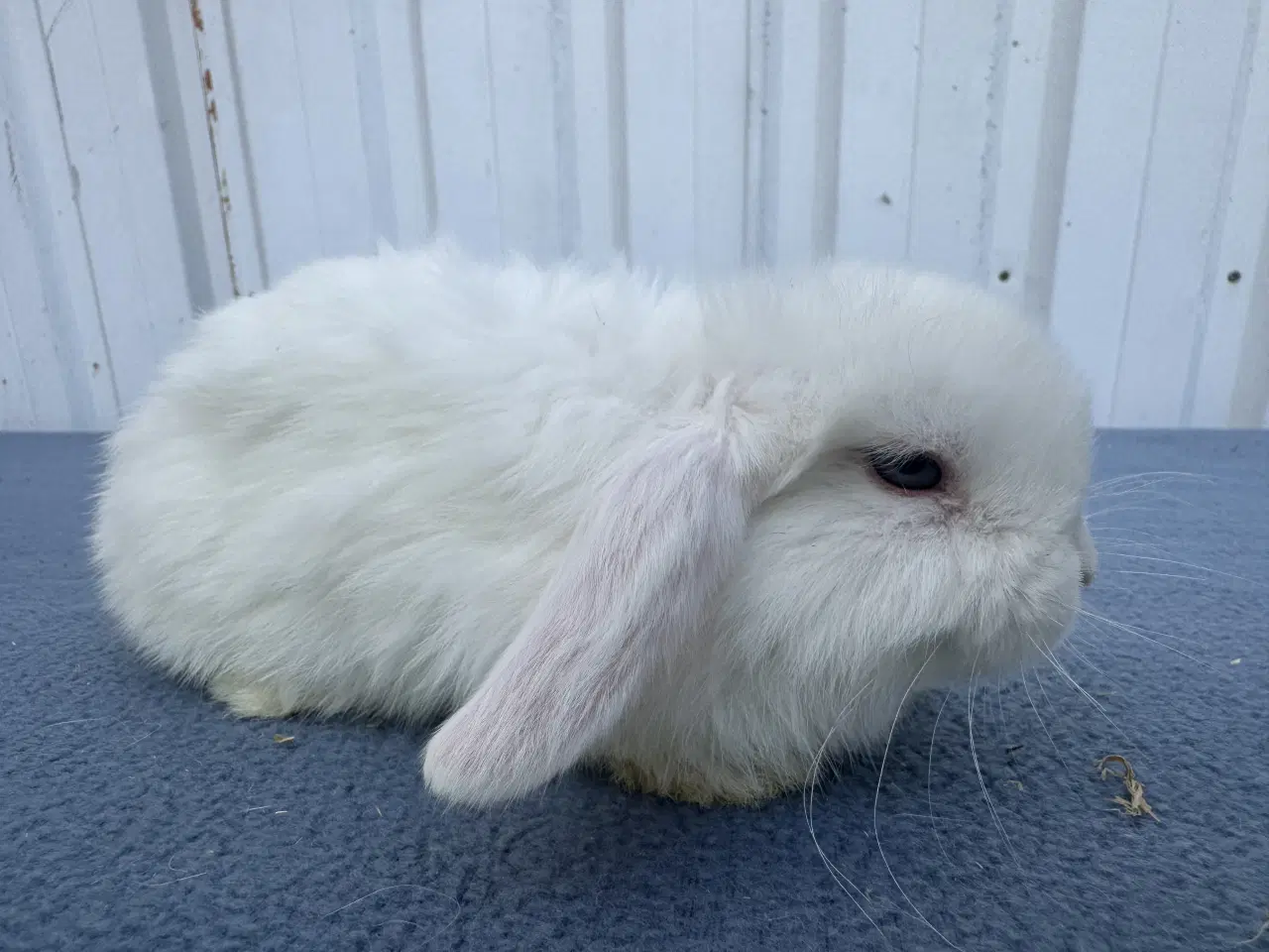 Billede 4 - Dværgvædder/Mini lop hankanin