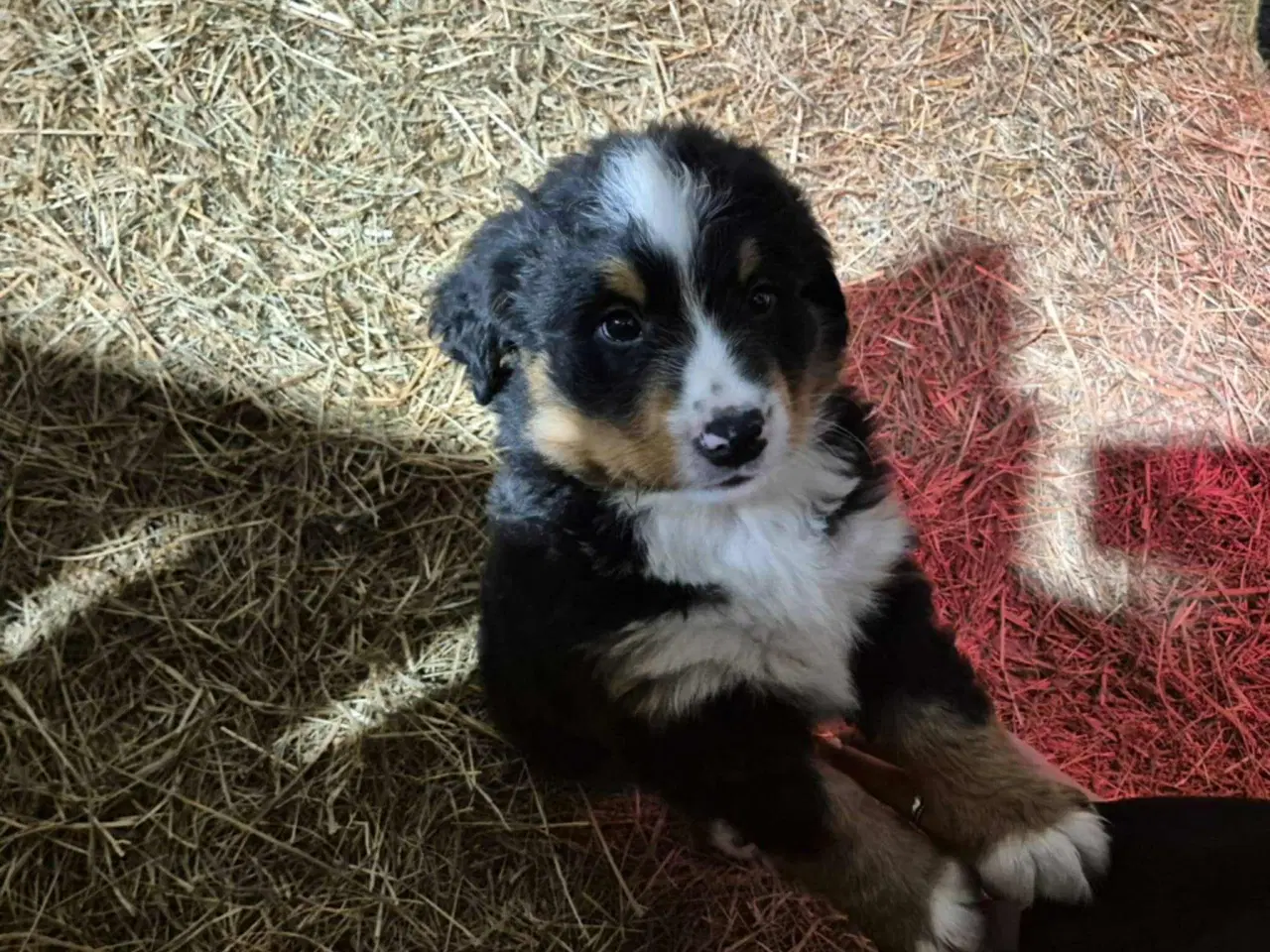 Billede 3 - Dejlige Berner Sennen bamser 