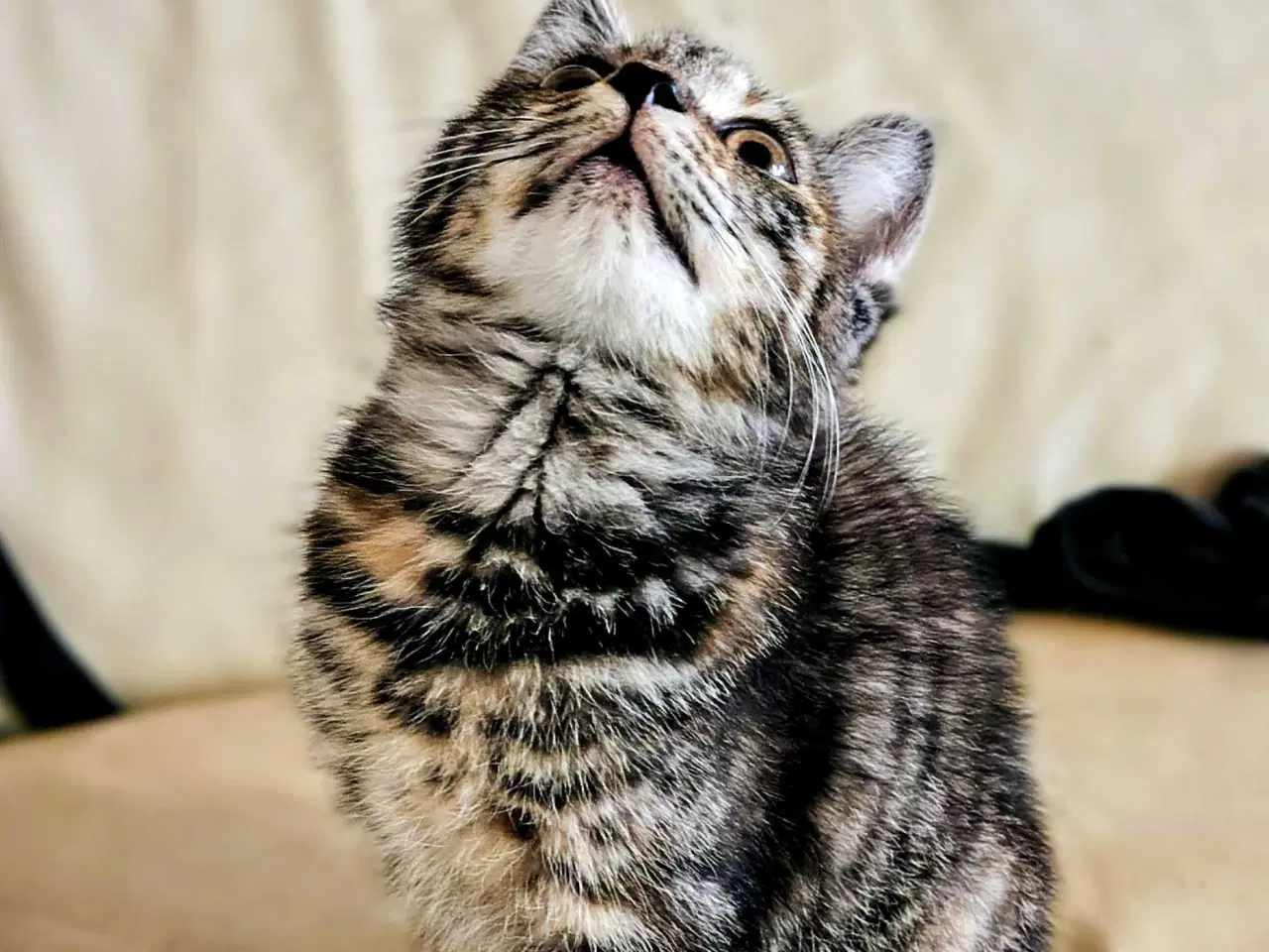 Billede 2 - Maine Coon 🐈Til forhandling ved rette hjem