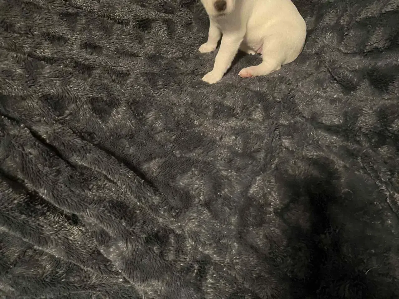 Billede 3 - Dansk svensk gårdhund 