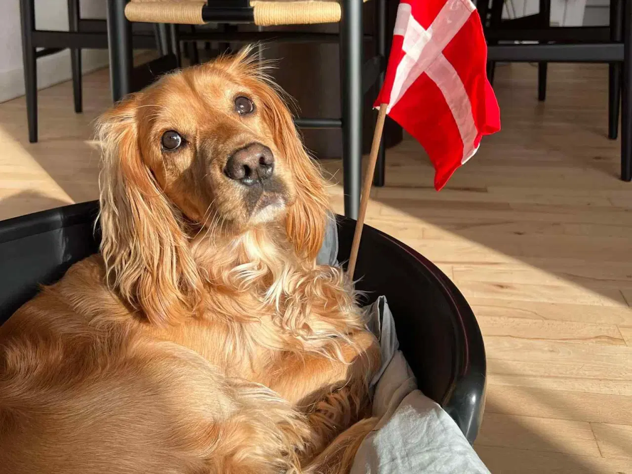 Billede 3 - Lækker Cocker Spaniel til parring