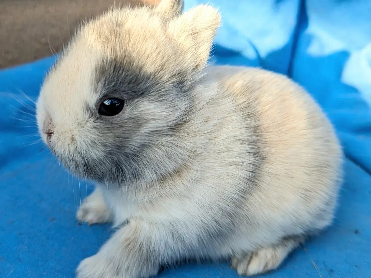 Billede 1 - Hermelin kaninunge sælges 