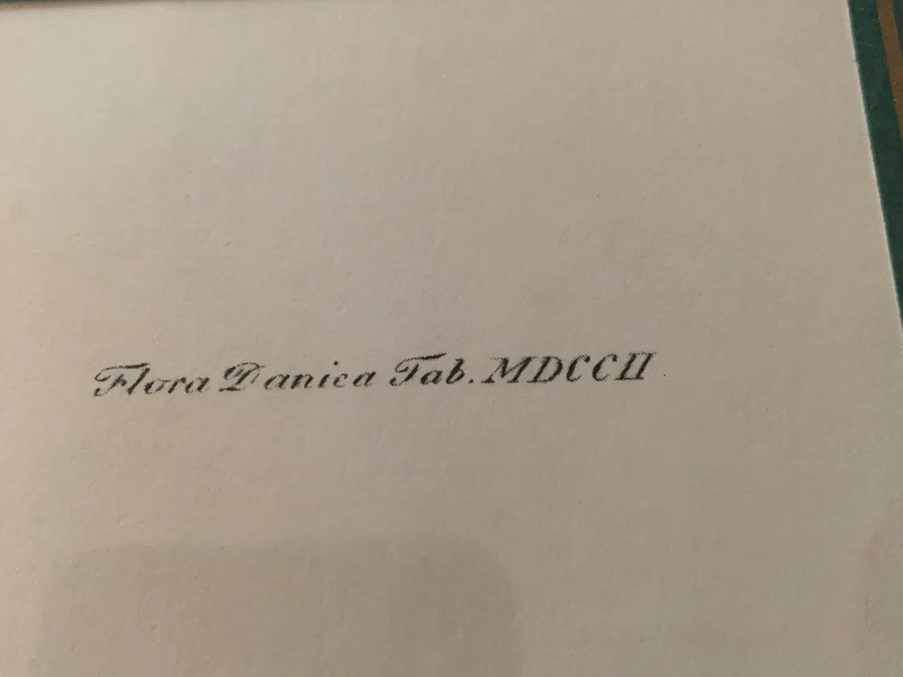 Billede 5 - Flora Danica - Tandbæger