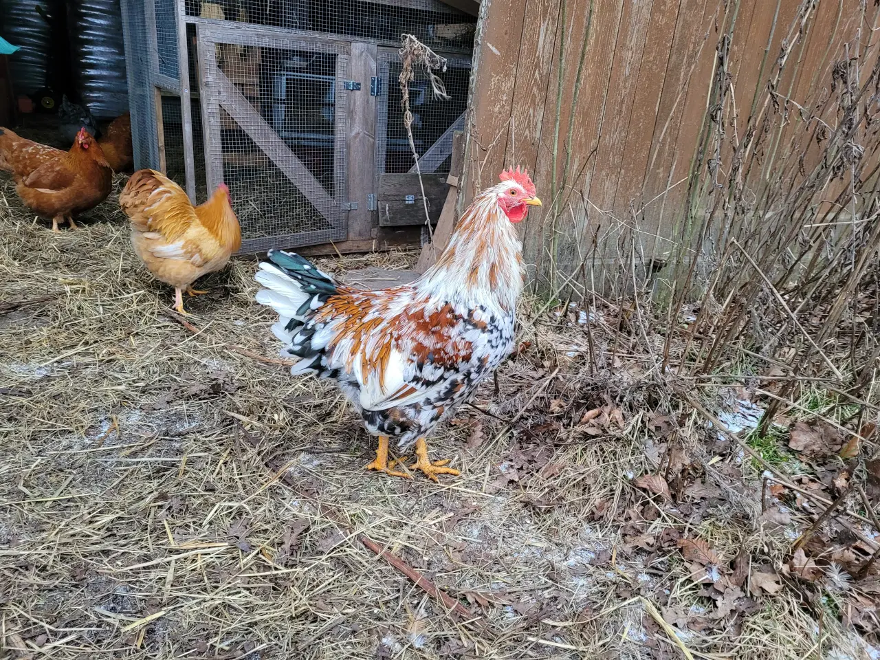 Billede 1 - Tre søde og nysgerrige blomsterhaner sælges