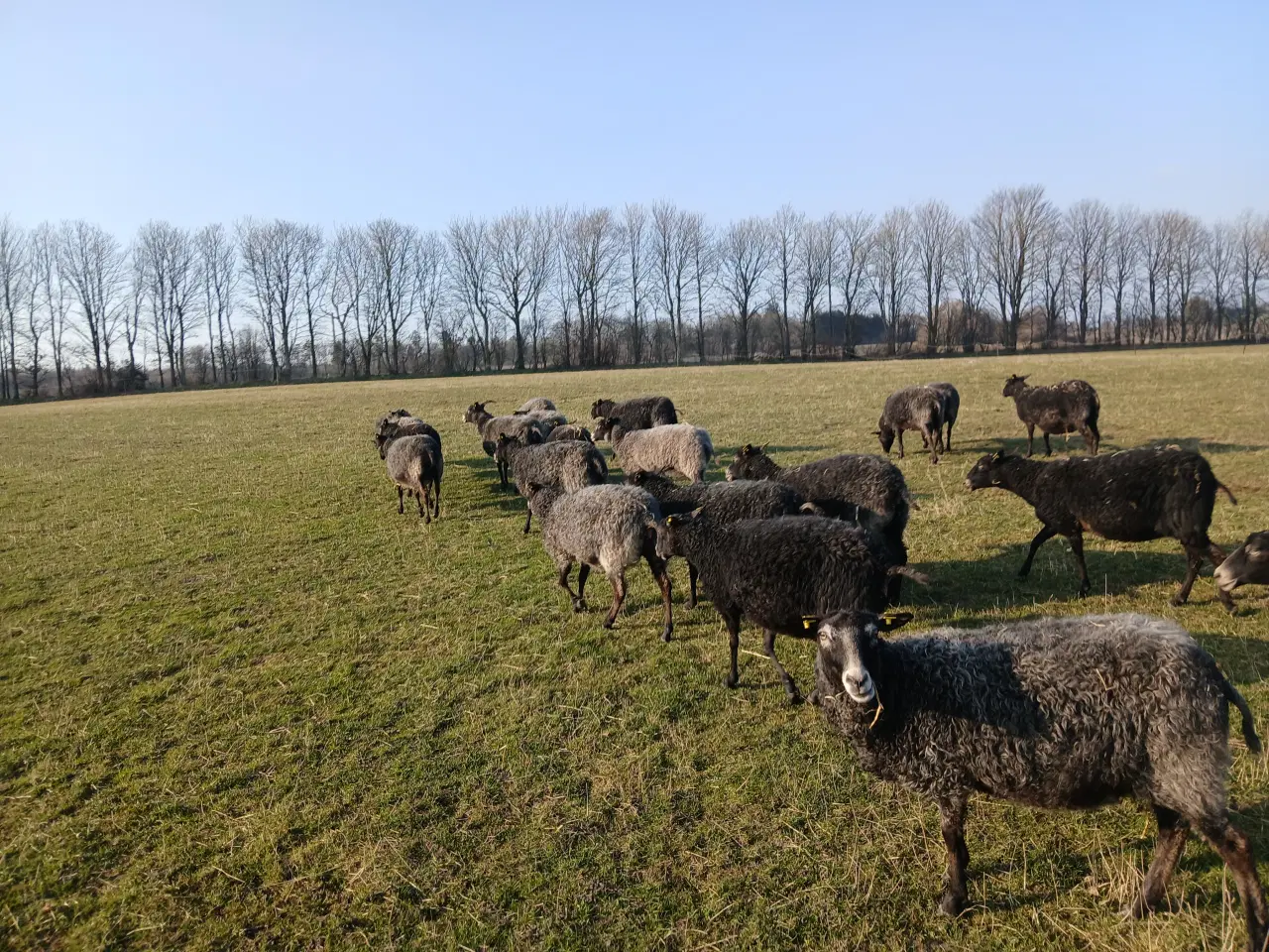 Billede 7 - Gotlandsk pelsfår