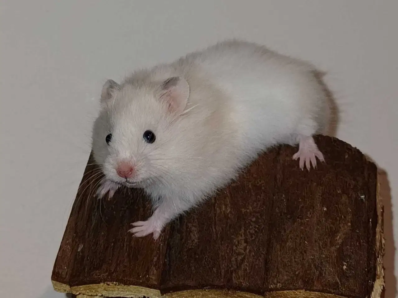 Billede 18 - Guldhamster unger