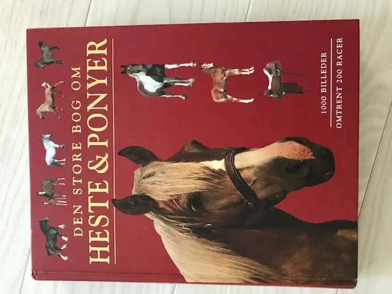 Billede 1 - Den store bog om heste og ponyer