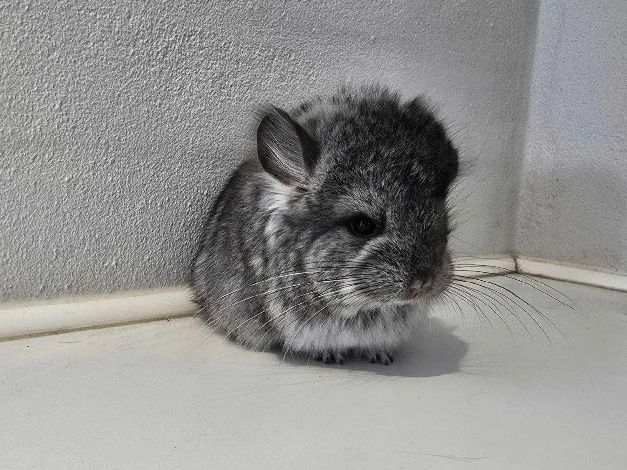 Billede 6 - Chinchilla unge