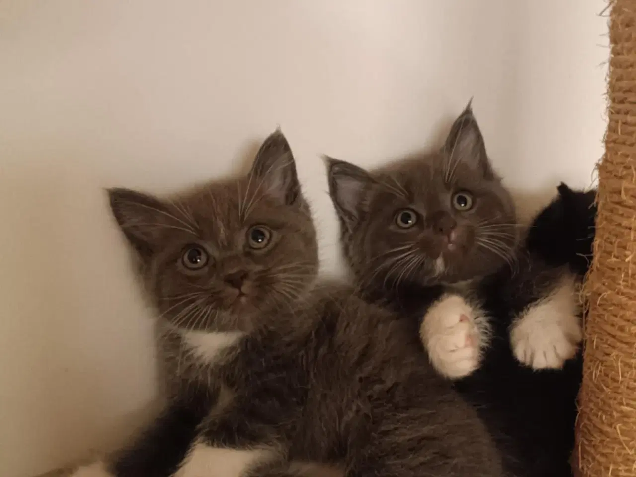 Billede 3 - Søde killinger søger nyt hjem