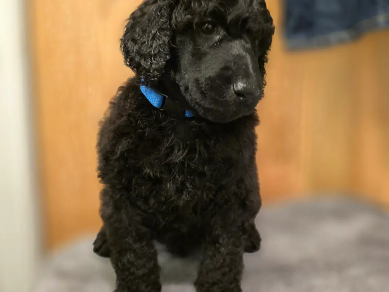Billede 3 - Stor pudel hvalpe 