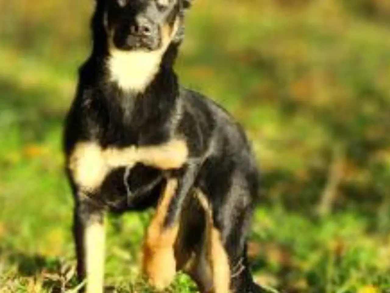 Billede 1 - Daisy schæfer blanding 