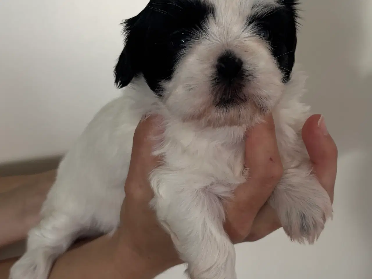 Billede 3 - Shih Tzu hvalpe sælges