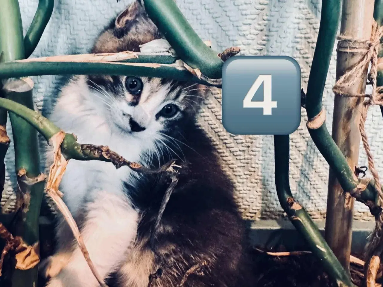 Billede 7 - Maine coon  
