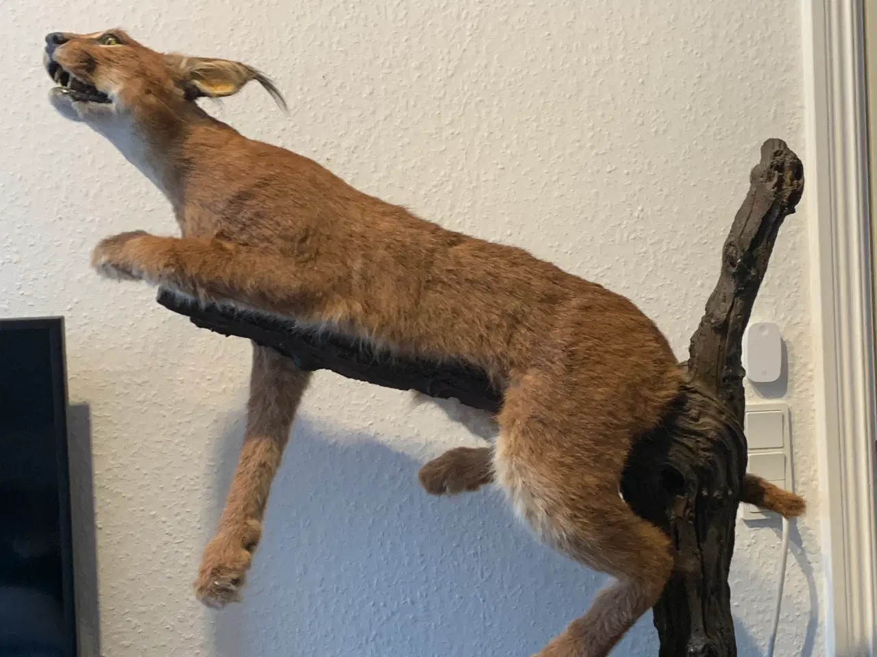 Billede 4 - Udstoppet caracal/ørkenlos