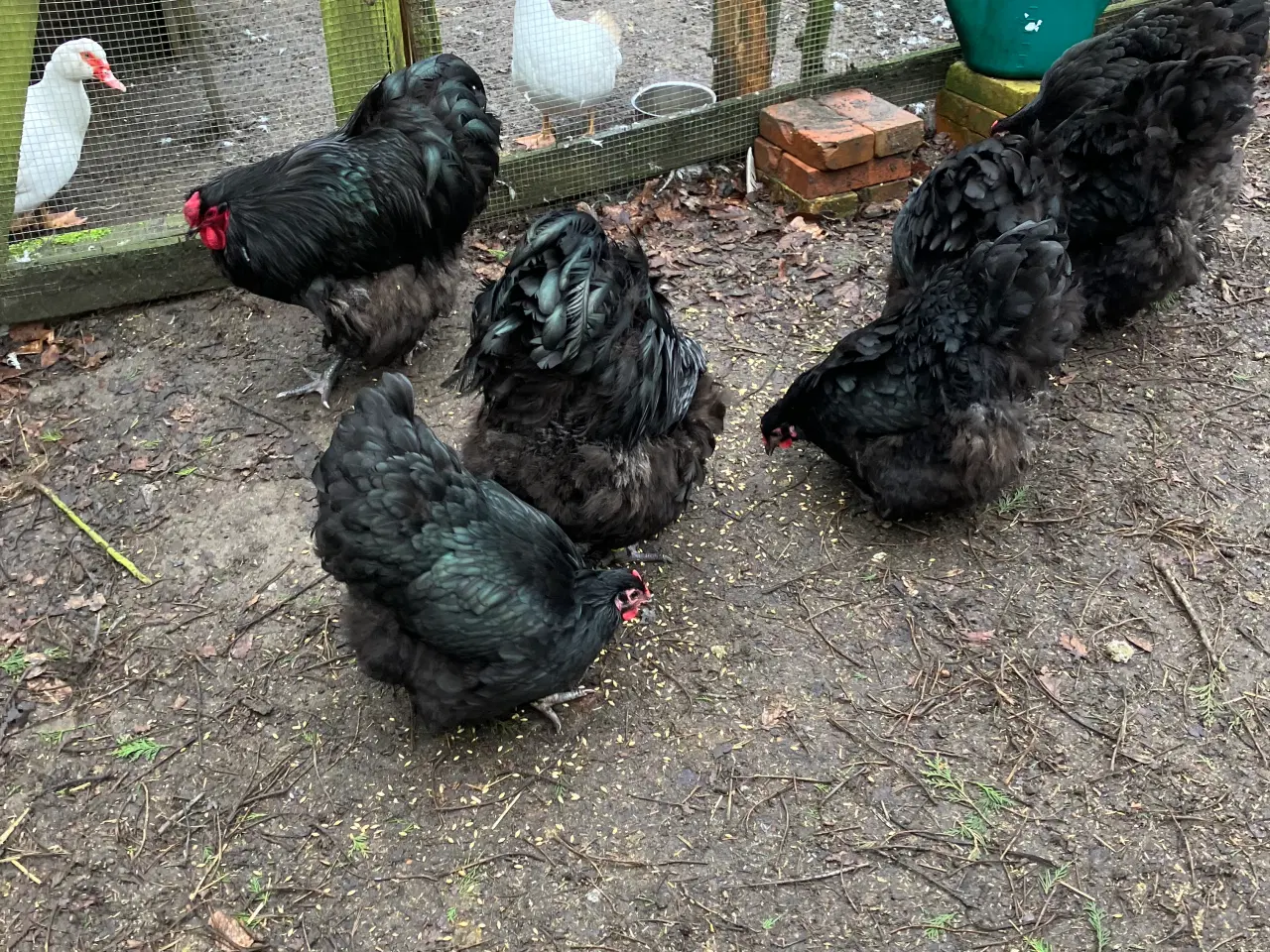 Billede 1 - Sorte Orpington Kyllinger daggamle.