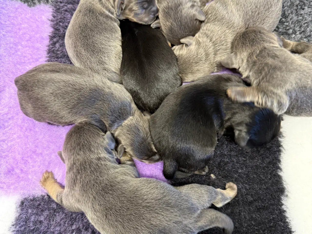 Billede 5 - Froodle - fransk bulldog / puddel