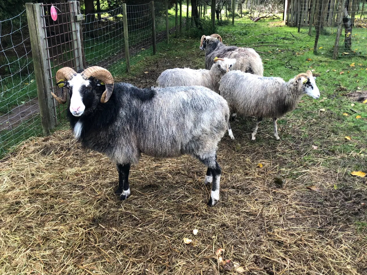 Billede 3 - Gute vædder