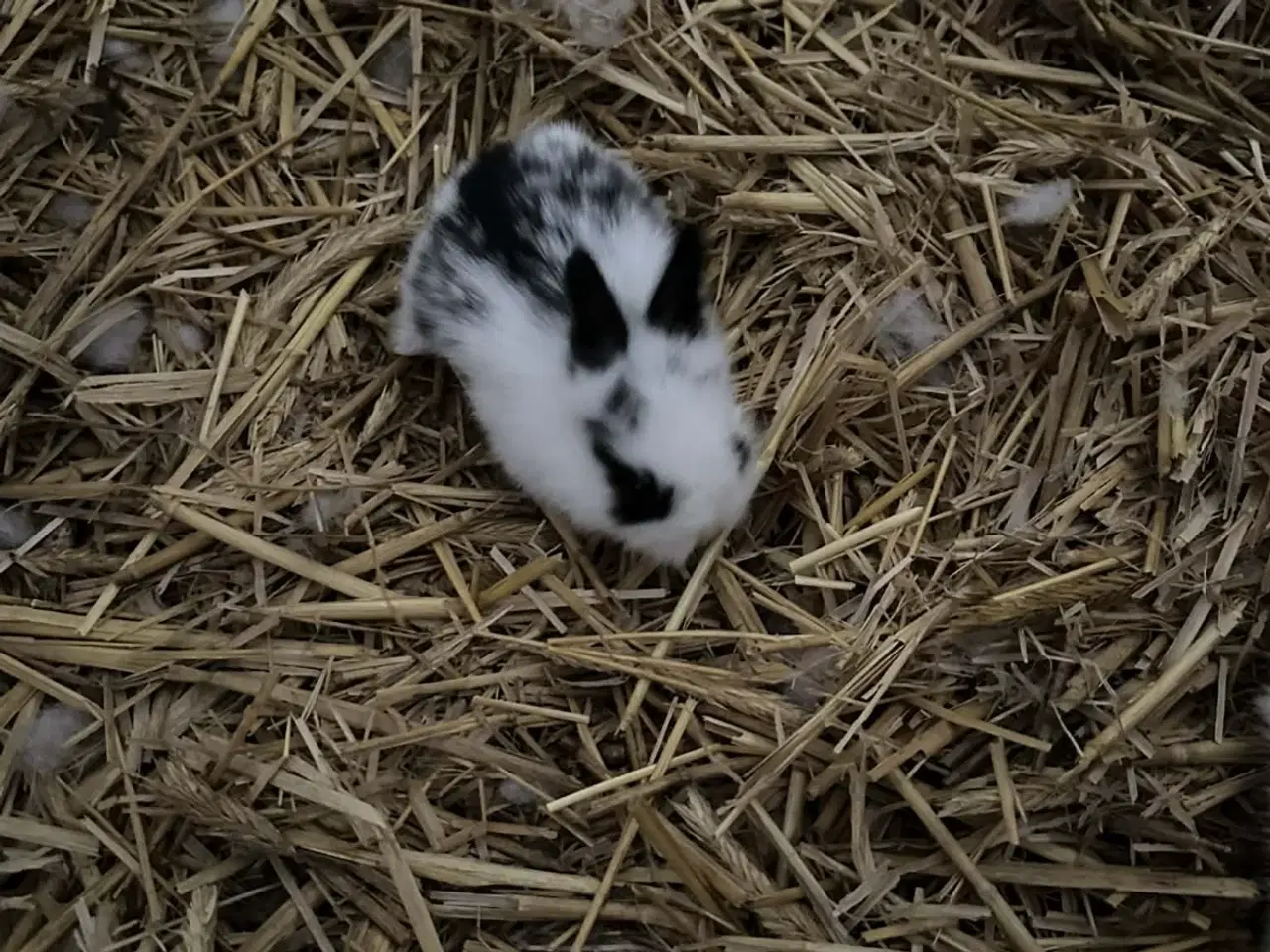 Billede 1 - Søde kanin unger