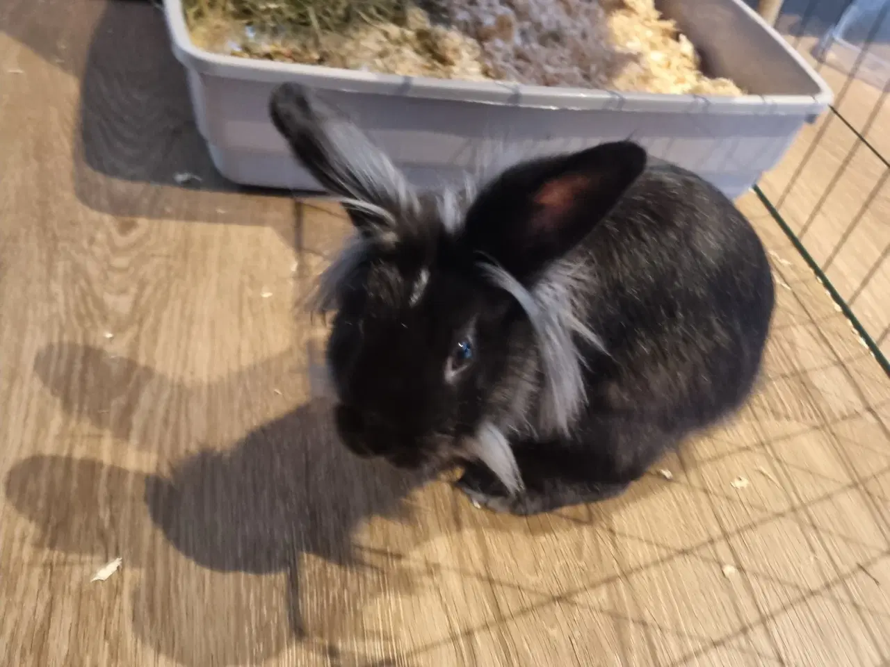 Billede 2 - Kanin søger nyt hjem