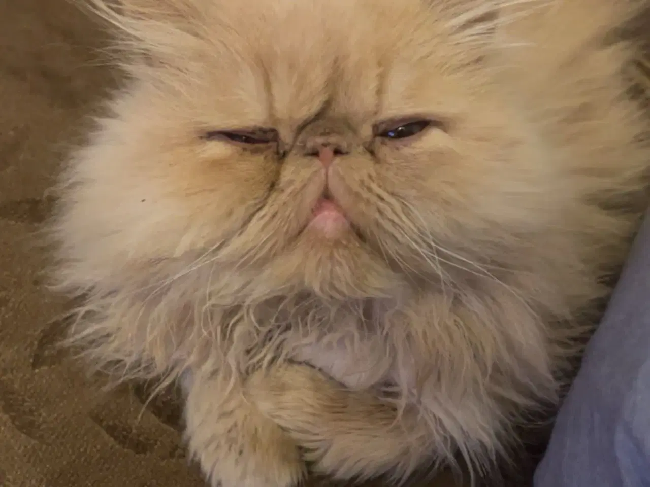 Billede 5 - De to kærligeste perserdrenge søger nye madslave❤️