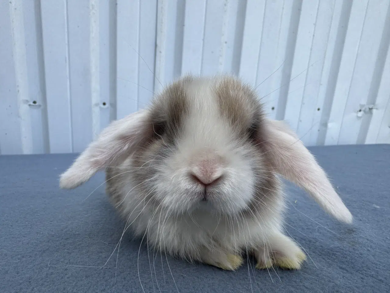 Billede 5 - Dværgvædder hunkanin
