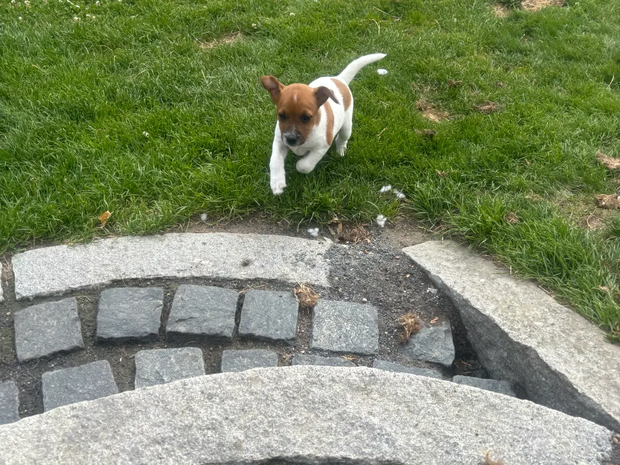 Billede 3 - Jack russel tæve 