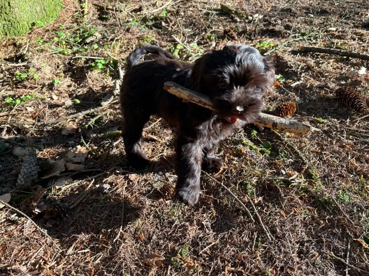 Billede 12 - 2 Generations Maltipoo