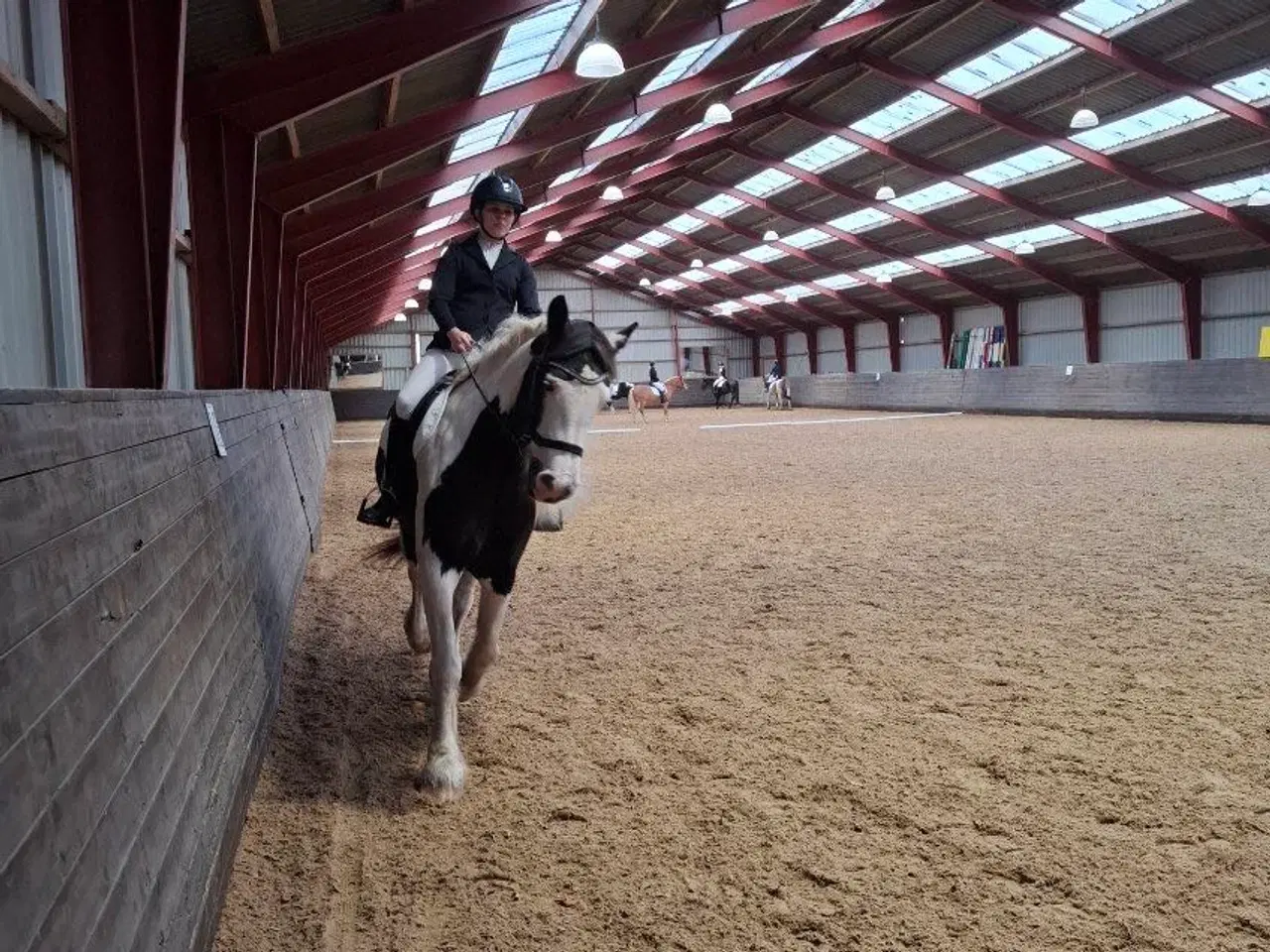Billede 4 - 7års Irish cob sælges 