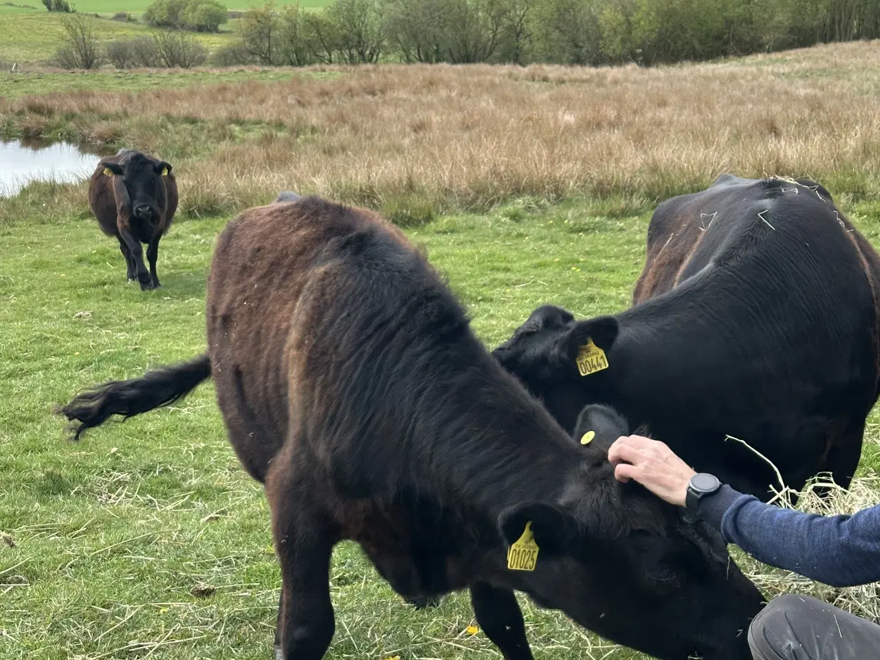 Billede 4 - Dexter stud og kvie fra april 2025