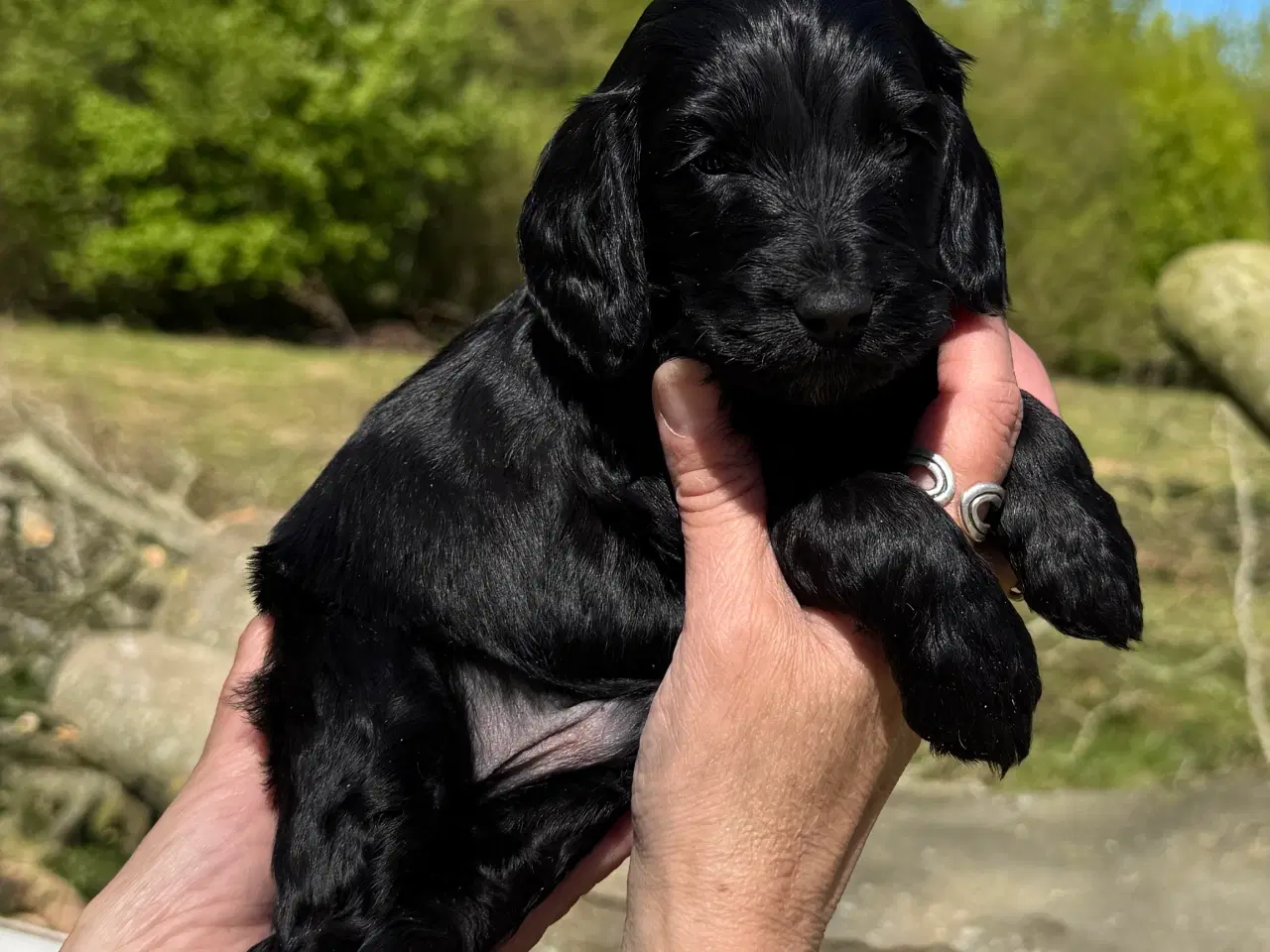 Billede 8 - Cockerdoodle eller Cockapoo. 3 tæver tilbage. 