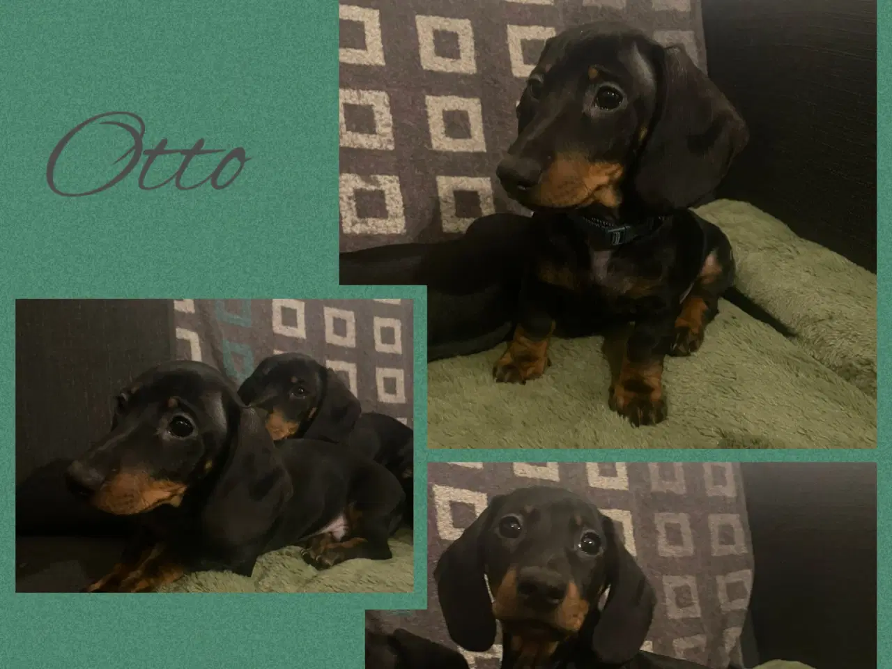 Billede 3 - Mini Gravhund/ Dachshund Hvælpe