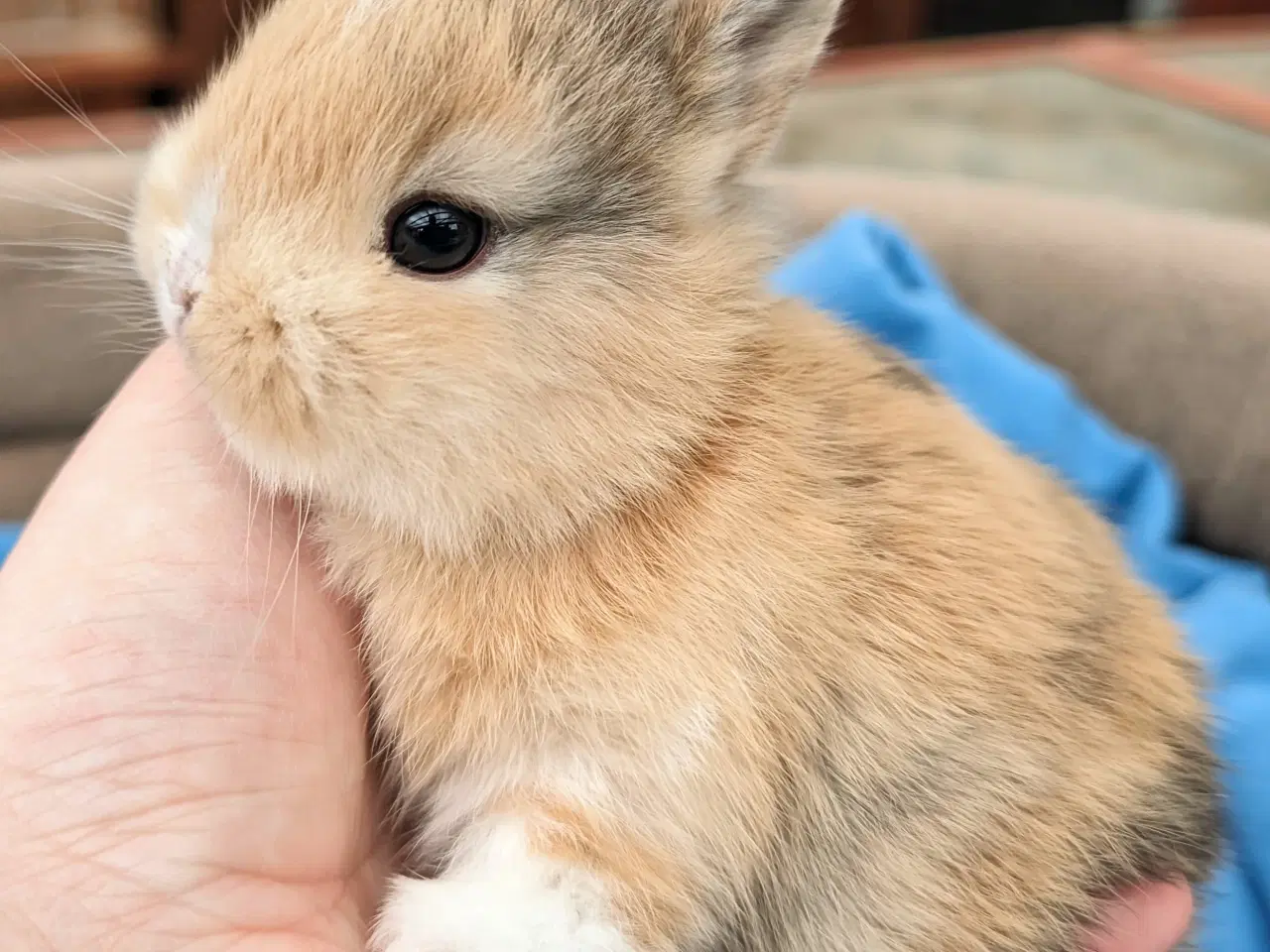 Billede 3 - Hermelin kaninunge sælges 