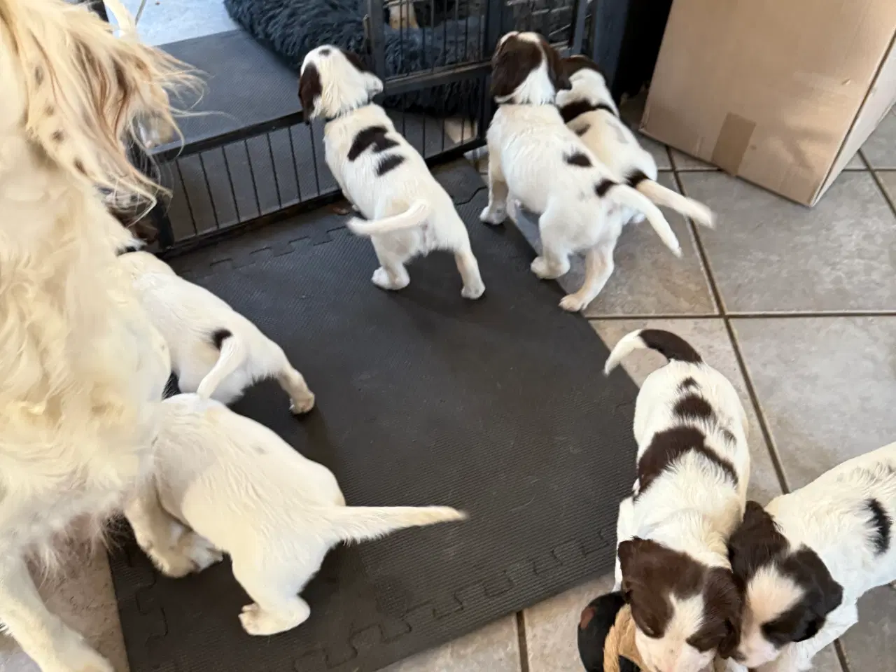 Billede 4 - Ft springer spaniel hvalpe salgsklar 21/10-25