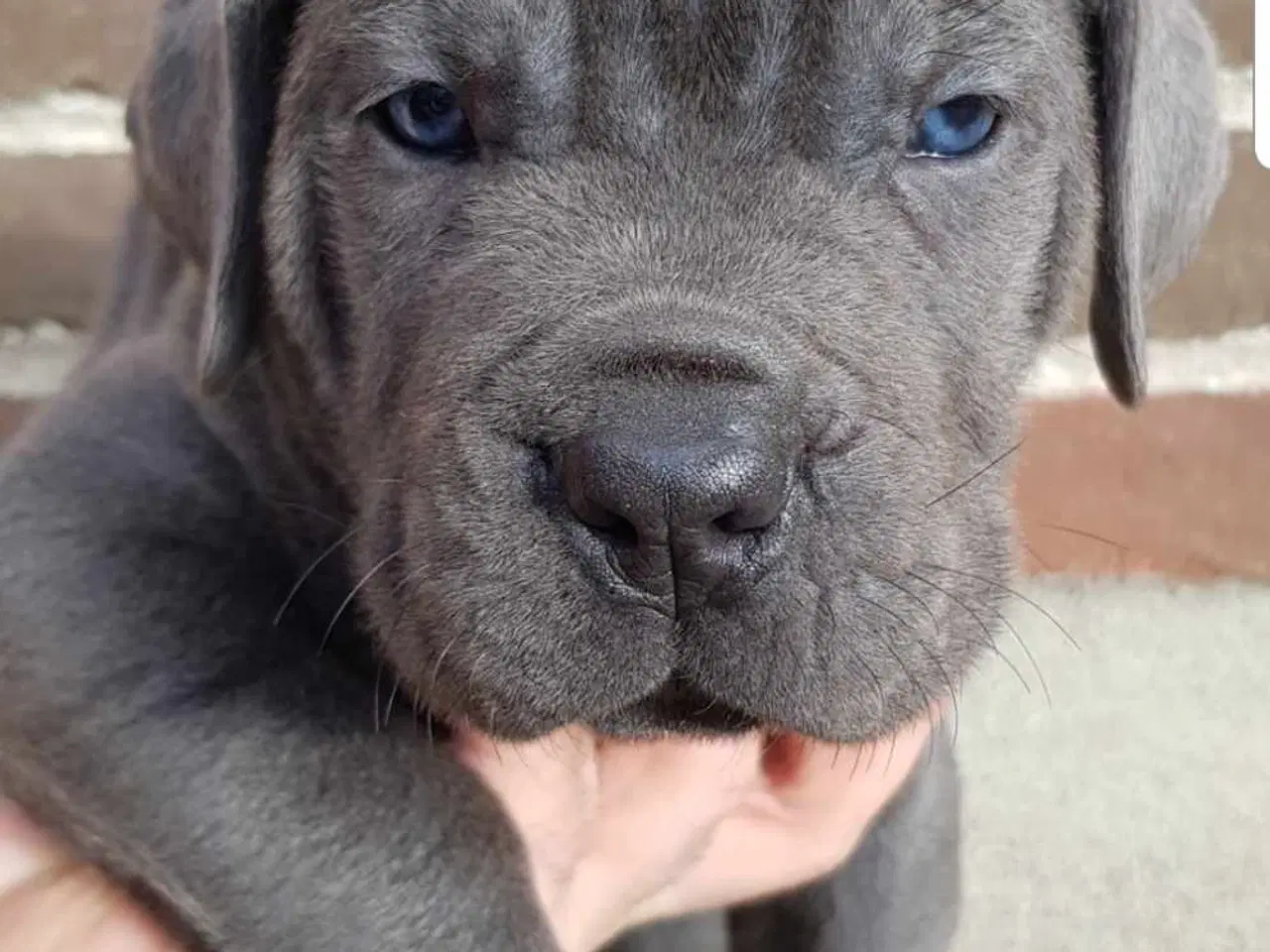 Billede 4 - Cane Corso hvalpe