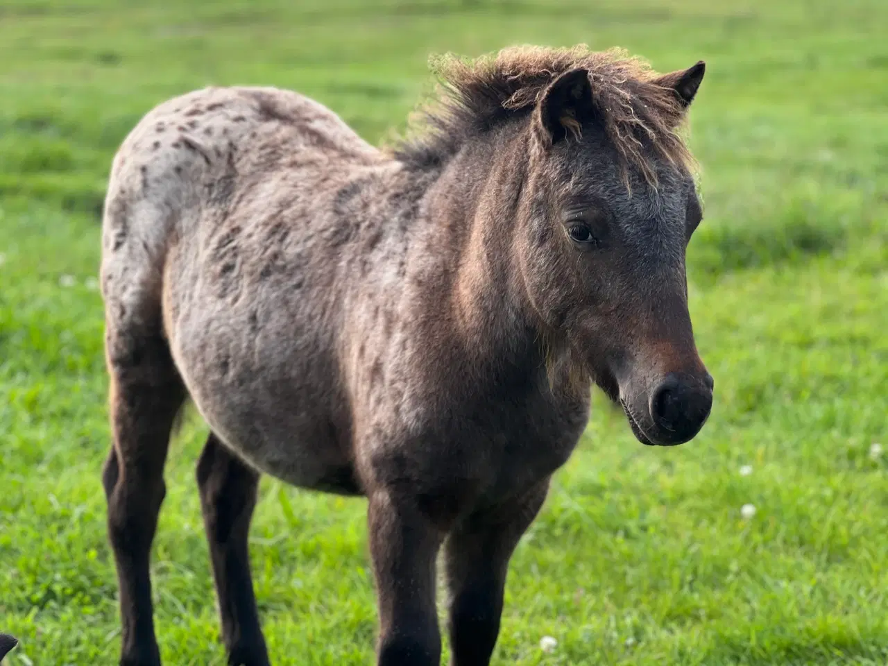 Billede 7 - Plettet pony føl!