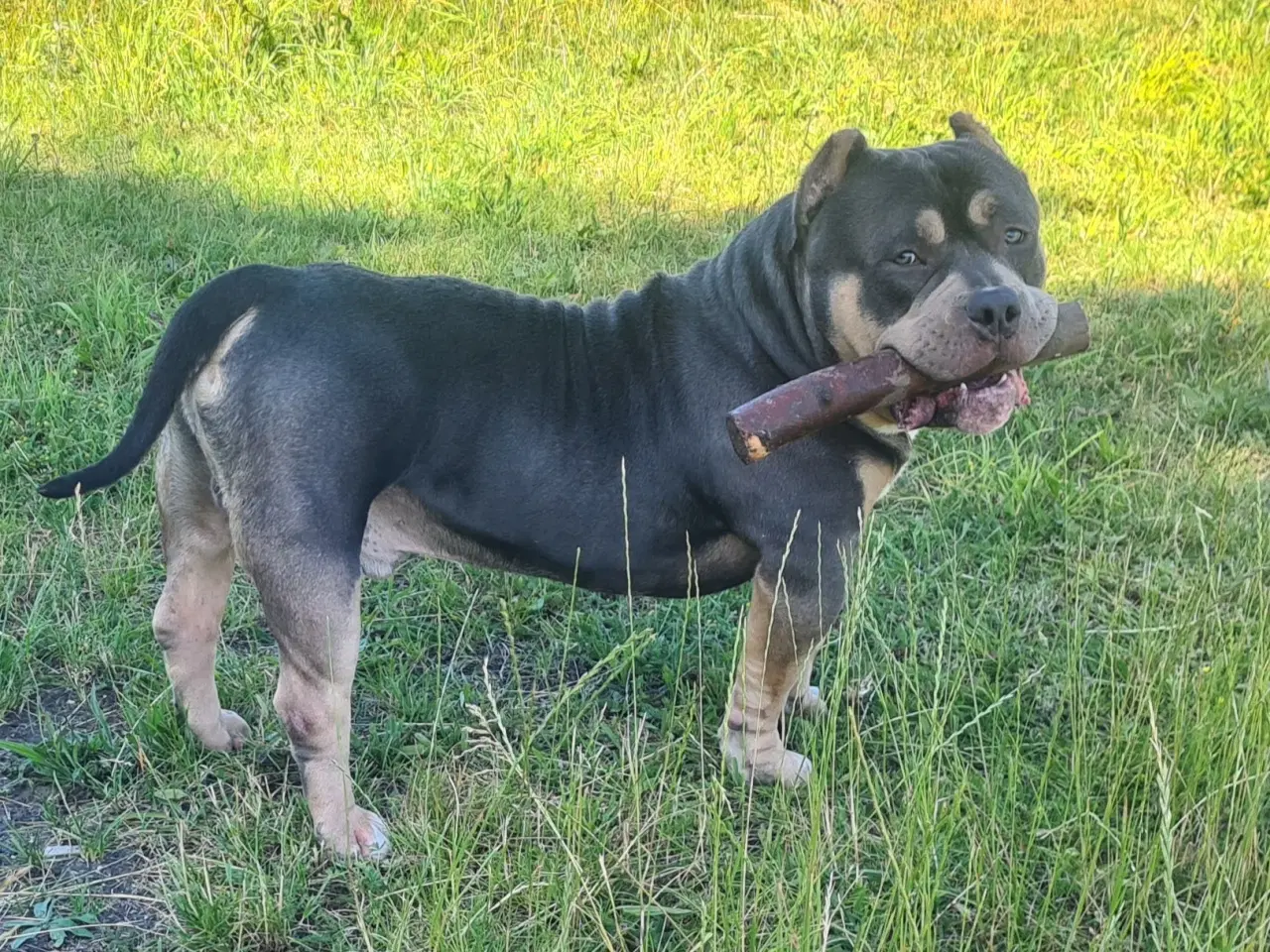 Billede 9 - American Bully Pocket 