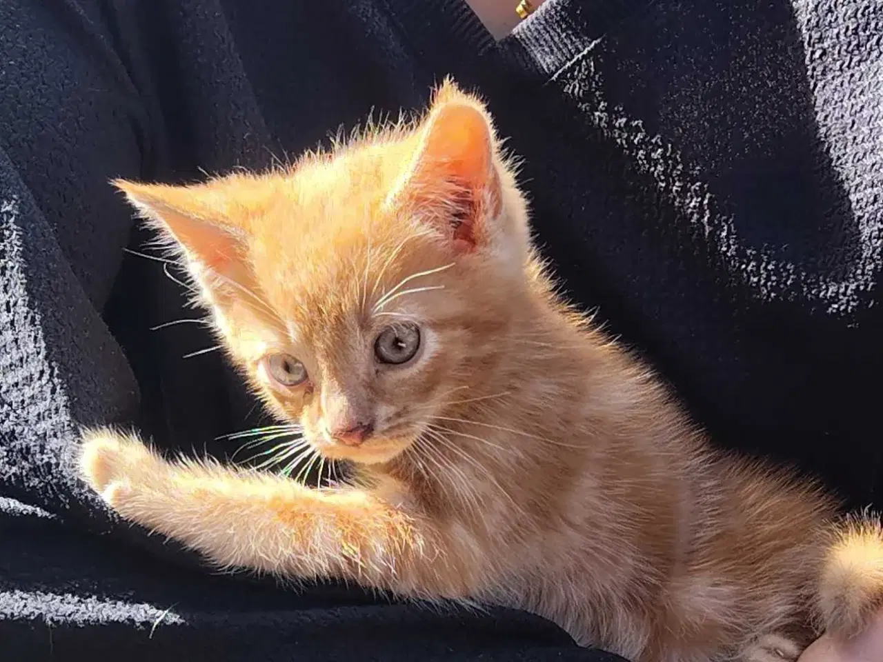 Billede 2 - 3 Hunkillinger af Maine coon bla.