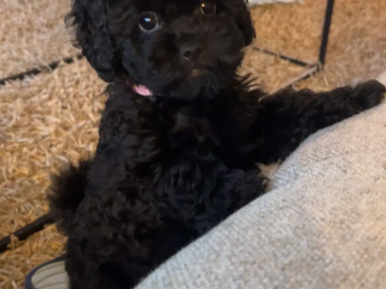 Billede 2 - Super sød pige