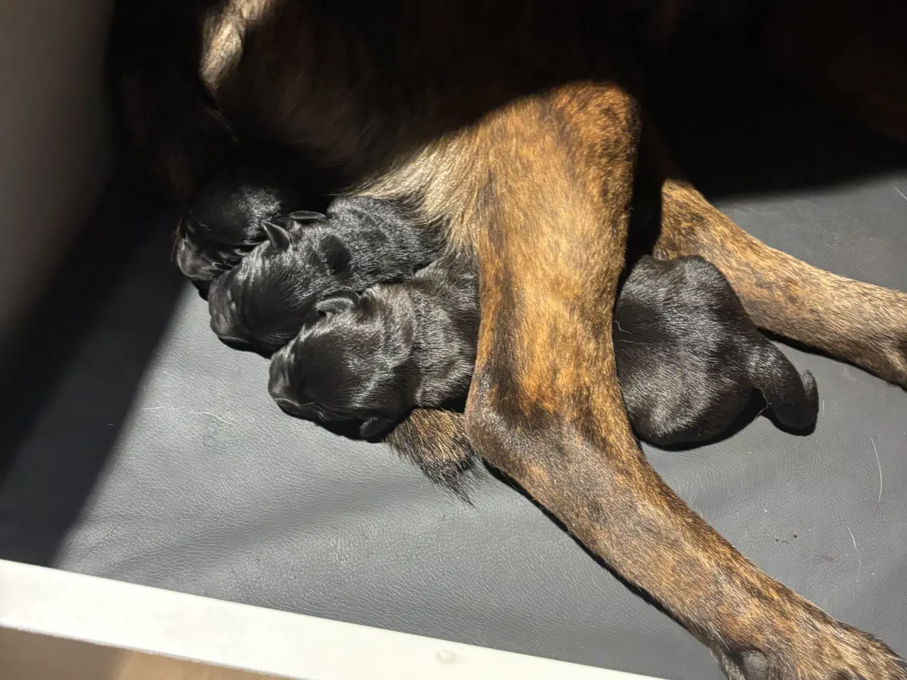 Billede 1 - Hundehvalpe - Labradorblanding. 